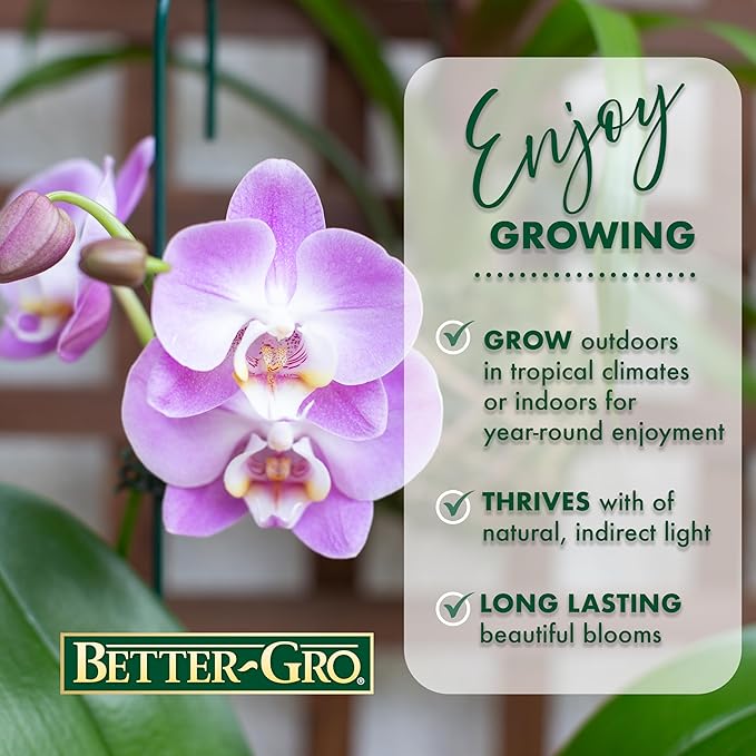 Better-GRO 19” Hanging Kokedama with Phalaenopsis Orchid – Indoor/Outdoor Planter- Purple