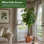 Money Tree Live Plant by United Nursery Pachira Aquatica Braided Trunk Indoor Tree, Easy Care Air Purifier House Plant for Lucky Home and Office Decor