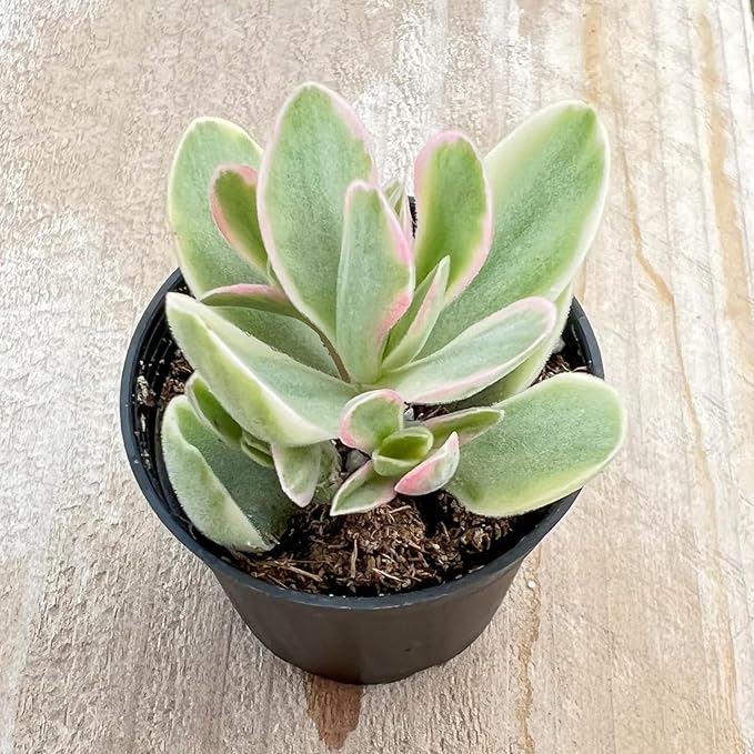 Sprout N Green Crassula Succulent Collection, 3 Live Succulent Plant Fully Rooted in 2in Starter Pot, Home Office Indoor Outdoor Wedding Decoration DIY Projects Party Favor, Must Keep Away from Pets