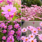 300pcs Pink Dwarf Cosmos Seeds for Planting, Rare Perennial Flower Seeds to Plant, Heirloom Non-GMO Dwarf Home Garden Open Pollinated Wildflowers for Outdoors