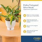 Costa Farms Pothos Variegated Amplissimum Live Plant in Self Watering Pot, Air Purifying Indoor Houseplant, Home, Room, or Office Decor, House Warming or Birthday Gift, 10-16 Inches Tall