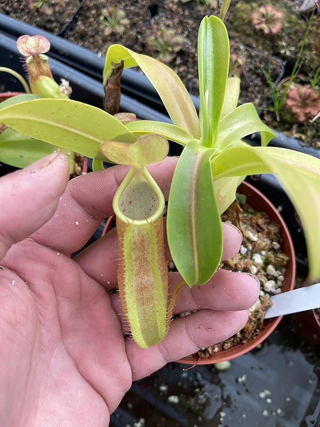 Nepenthes Sanguinea Pitcher Plant - Live Carnivorous - Beginner Friendly Tropical Pitcher Plant by Savage Gardeners