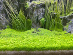 Aquarium G-r-a-s-s P-l-a-n-t - 3 Pack | Easy-Growing Water P-l-a-n-t for Fish Tank Aquarium