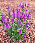 Greenwood Nursery: Live Perennial Plants - 'Very Van Gogh' Spiked Speedwell + Veronica Spicata - [Qty: 2X Pint Pots] - (Click for Other Available Plants/Quantities)