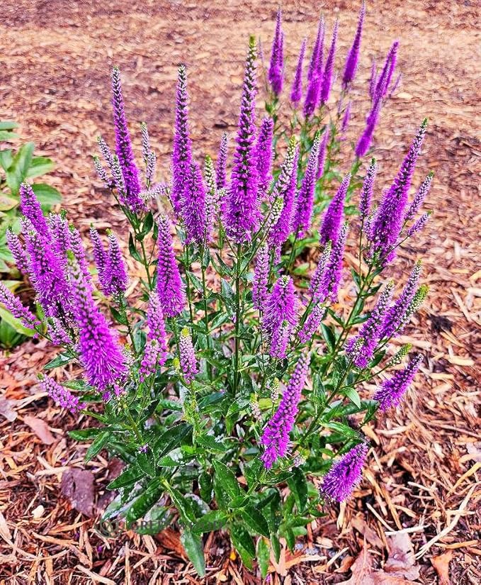 Greenwood Nursery: Live Perennial Plants - 'Very Van Gogh' Spiked Speedwell + Veronica Spicata - [Qty: 10x Pint Pots] - (Click for Other Available Plants/Quantities)