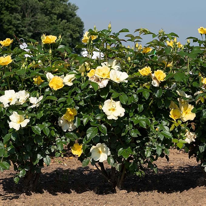 Perfect Plants Easy Bee-zy™ Knock Out® Rose Bush 1 Gallon | Live Rose Shrub | Fresh Roses