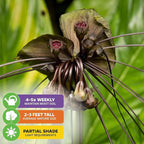 Black Bat Flower Plant - Tacca chantrieri by Wellspring Gardens - Exotic & Rare Indoor or Outdoor Live Plant - Ideal for Home and Garden Landscaping, Dark & Lovely Starter Plant (2-Pack)