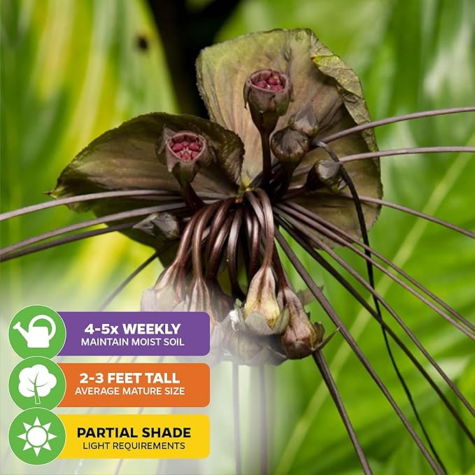 Black Bat Flower Plant - Tacca chantrieri by Wellspring Gardens - Exotic & Rare Indoor or Outdoor Live Plant - Ideal for Home and Garden Landscaping, Dark & Lovely Starter Plant (2-Pack)
