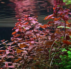 New Ludwigia sp. Mini 'Super Red' Live Aquarium Freshwater Plants Rare Repens Rubin
