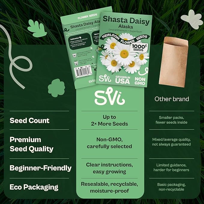 SVI 1000 Alaska Shasta Daisy Seeds (Leucanthemum) – White Daisy Flowers Seed Packets Bulk – Heirloom Wild Flowers, Perennial Flower Seeds for Indoor Garden & Outdoor Garden, Containers, Flower Beds