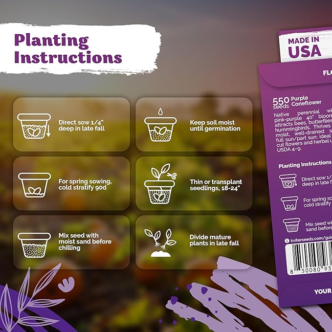KVITER 550 Purple Coneflower Seeds (Echinacea Purpurea) – Echinacea Herb Flower Seeds For Planting, Medicinal Wild Flower Seed Packets – Wildflower Pollinator for Home Garden, Containers, Flowers Beds
