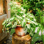 Hosta Seeds for Planting, 300pcs Rare Perennial Hosta Flower Seeds Plants, Non-GMO Heirloom Long Blooming Plants Shaded Entry Pathway Rare Flowers for Garden Outdoors