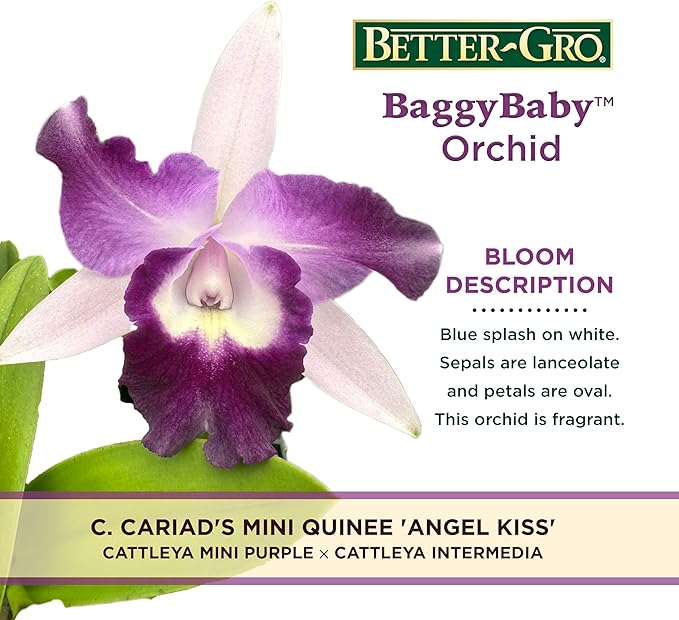 Better-Gro Cattleya Cariad's Mini Quinee 'Angel Kiss', 4" Live Plant, Blooms in 6-12 Months with Proper Care, White & Blue Petals with Blue Lip, Hand-Selected by Master Growers