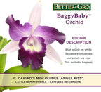 Better-Gro Cattleya Cariad's Mini Quinee 'Angel Kiss', 4" Live Plant, Blooms in 6-12 Months with Proper Care, White & Blue Petals with Blue Lip, Hand-Selected by Master Growers