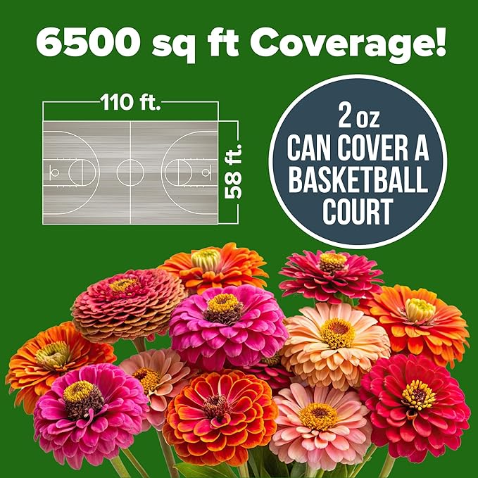 HOME GROWN Zinnia Seeds for 2026 - California Giant Mix - 7,300+ (2 oz) Plant Wildflower Blooms Bulk Seeds for Planting Flowers Outside - Pollinator Gardens (Zinnia elegans)