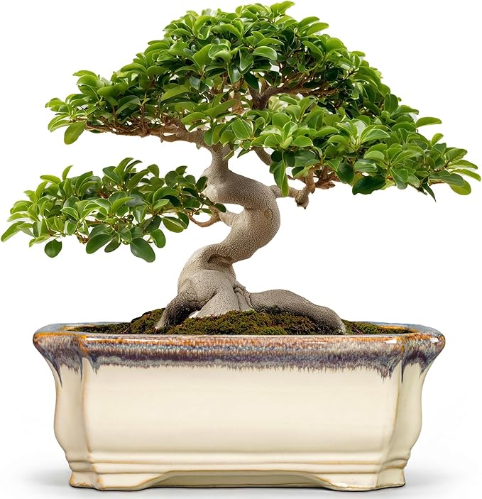 13.7 Inch Bonsai Planter - Ceramic Bonsai Tree Pots for Indoor Outdoor Plants, Succulent Pots with Drainage Hole, Large Plant Pot, Patio Decor, Gifts for Gardeners, Rectangular Beige-Brown