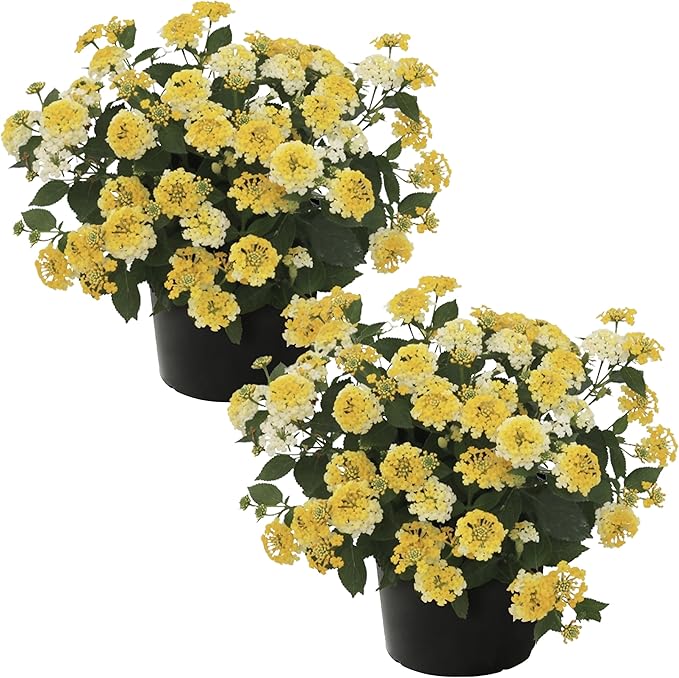 Live Flowering Lantana - Havana Sunshine (2 Plants Per Pack), Healthy Blooming Pollinator, 8" Tall by 5" Wide in 1 Qt Pot