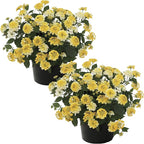 Live Flowering Lantana - Havana Sunshine (2 Plants Per Pack), Healthy Blooming Pollinator, 8" Tall by 5" Wide in 1 Qt Pot