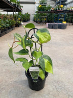 RedCrocus Philodendron 'Brasil' – Variegated Heartleaf Indoor Plant – Easy Care, Air Purifying, Bright Indirect Light, Tropical Foliage, Pet Friendly (Toxic to Pets) 8" Hanging Basket