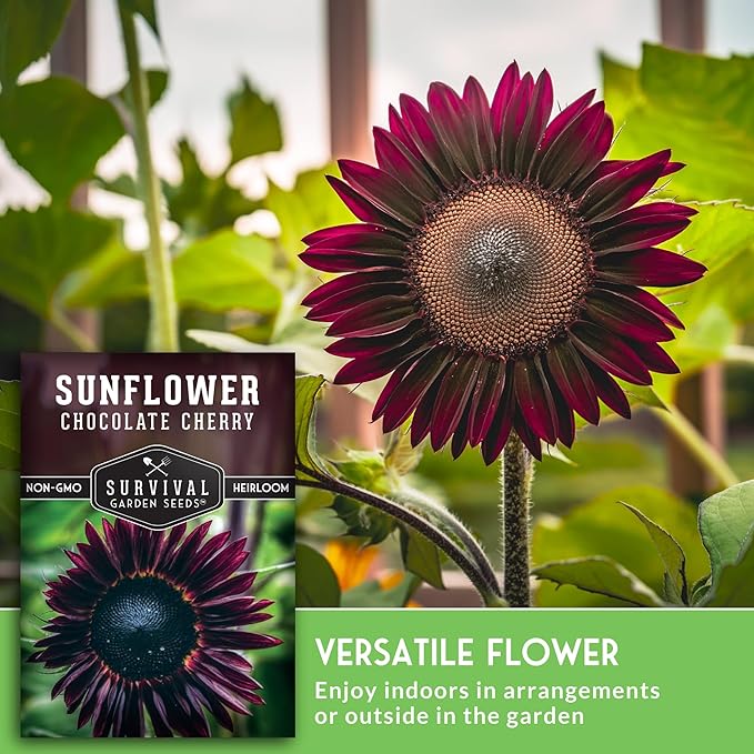 Chocolate Cherry Sunflower Seeds for Planting | Rare Burgundy Black Blooms, 6-7ft Giant Non-GMO Heirloom Flower - Survival Garden Seeds (1 Pack)
