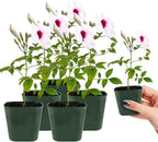 My Shelfie - Pink Bower Flower Vine, Pink Plant Vine for Trellises, Railings, Balconies, and More, 5-6 Inches Tall Live Plants in 2-Inch Pot, Outdoor Plant for USDA Zones 9-11 (5)