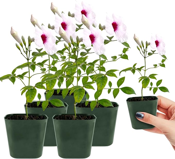 My Shelfie - Pink Bower Flower Vine, Pink Plant Vine for Trellises, Railings, Balconies, and More, 5-6 Inches Tall Live Plants in 2-Inch Pot, Outdoor Plant for USDA Zones 9-11 (5)