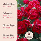 Heirloom Climbing Roses, Live Own Root Plant for Outdoor Garden, Lady in Red™, Lightly Fragrant, Hardiness Zones 4-10, Repeat Blooming