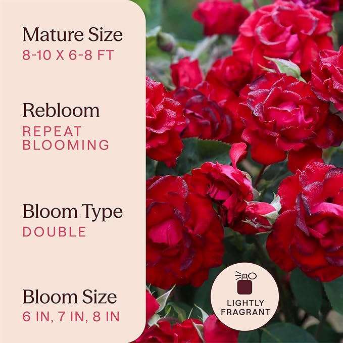 Heirloom Climbing Roses, Live Own Root Plant for Outdoor Garden, Lady in Red™, Lightly Fragrant, Hardiness Zones 4-10, Repeat Blooming
