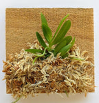 Miniature Orchid: Haraella retrocalla, Mounted, Adult Size