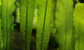 Madagascar Lace Plant Aponogeton madagascariensis, Live Aquarium Plant, Freshwater Aquatic Bulbs, Easy to Grow, Ideal for Planted Aquariums & Aquascapes Awesome Aquatic