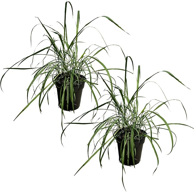 Live Healthy Lemongrass (2 Plants Per Pack) - Wards Off Pests - Natural Mosquito Repellant - Healthy and Fragrant - 10" Tall by 5" Wide in 1.5 Quart Pot