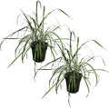 Live Healthy Lemongrass (2 Plants Per Pack) - Wards Off Pests - Natural Mosquito Repellant - Healthy and Fragrant - 10" Tall by 5" Wide in 1.5 Quart Pot