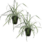 Live Healthy Lemongrass (2 Plants Per Pack) - Wards Off Pests - Natural Mosquito Repellant - Healthy and Fragrant - 10" Tall by 5" Wide in 1.5 Quart Pot