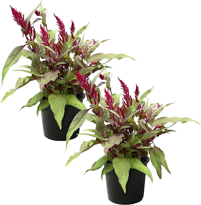 Live Celosia - Dragon's Breath - 2 Plants Per Pack - Beautiful Color - 15" Tall by 8" Wide in 2.5 Qt Pot