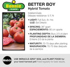 Bonnie Plants Better Boy Tomato Plug, Live Plant, for Burgers, Salsa, and Sauces, Full Sun, 3 Cubic in., 6 Pack