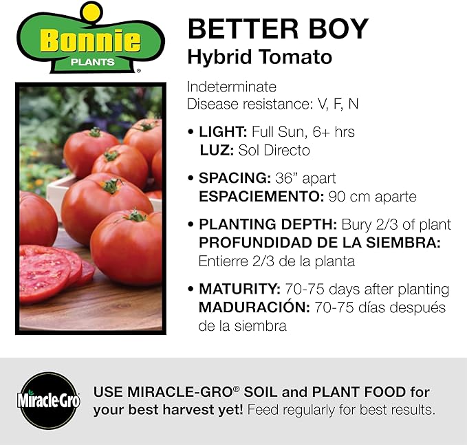 Bonnie Plants Better Boy Tomato Plug, Live Plant, for Burgers, Salsa, and Sauces, Full Sun, 3 Cubic in., 6 Pack