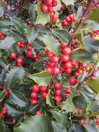 Ilex X meserveae 'Berryific' (Holly) Evergreen, Male & female in same pot, #3 - Size Container