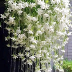 300+ Exotic Climbing Jasmine Flower Seeds for Planting Fragrant Plant Seeds Non-GMO Garden Home Jasmine Garden Balcony Climbing Flower