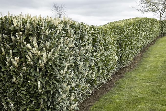 Schip/Skip Laurel Shrub - 6-12" Tall Live Plant - 2.5" Pot - Schipka Bush/Hedge Seedling - Prunus laurocerasus 'Schipkaensis'