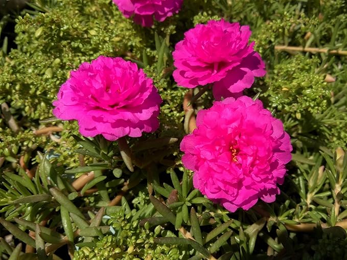 100 Mixed Colors Portulaca Moss Rose Grandiflora Flower Seeds