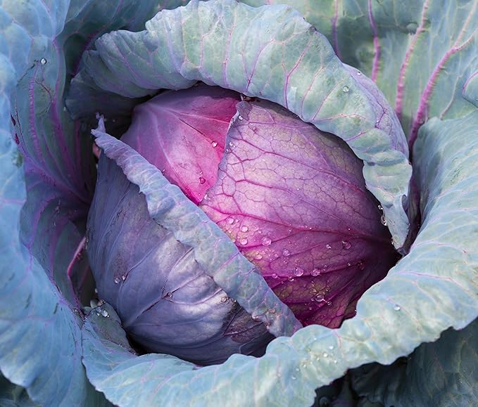 Cabbage Seeds for Planting - Plant & Grow Red Acre Cabbage in Your Home Outdoor Vegetable Garden - Heirloom Non GMO Planting Packets with Full Instructions - Great Gardening Gift, 2 Packets