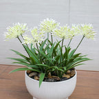Outdoor Artificial Flowers for Porch 18.9 in Fake Plants 8 Bundles Plastic White Flower Large Faux Greenery for Outside Planter Yard Patio Decor