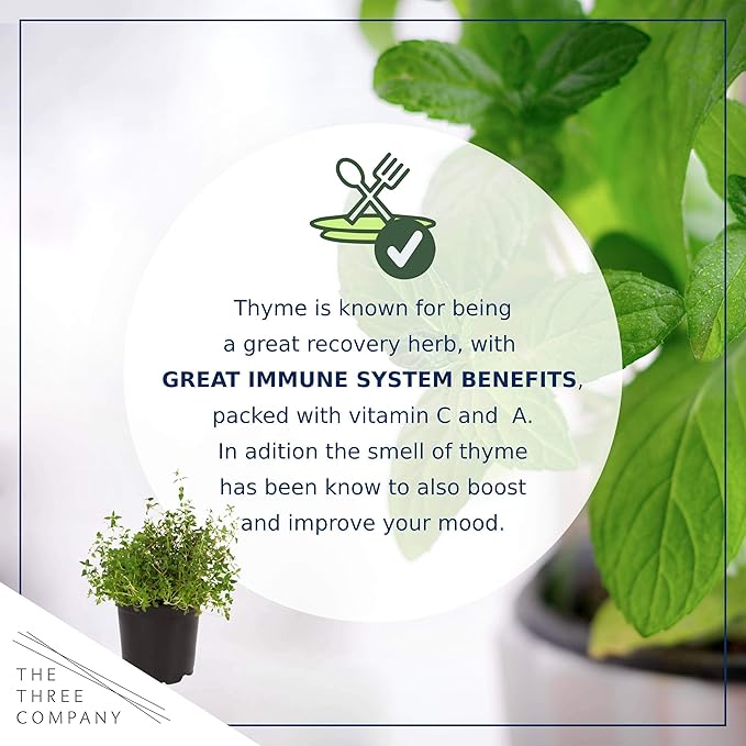 Live Aromatic and Edible Herb - Thyme (4 Per Pack) - Reduces Stress and Anxiety - 6" Tall by 4" Wide