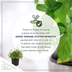 Live Aromatic and Edible Herb - Thyme (4 Per Pack) - Reduces Stress and Anxiety - 6" Tall by 4" Wide