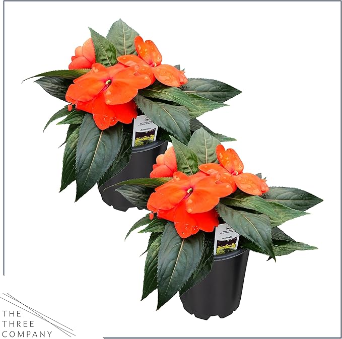 Live Flowering New Guinea Impatiens - Orange (2 Plants Per Pack), Beautiful Shade Flowers, 12" Tall by 5" Wide in 1 Qt Pot