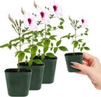 My Shelfie - Pink Bower Flower Vine, Pink Plant Vine for Trellises, Railings, Balconies, and More, 5-6 Inches Tall Live Plants in 2-Inch Pot, Outdoor Plant for USDA Zones 9-11 (3)