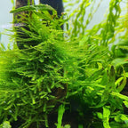 Java Moss Vesicularia Dubyana Mats US Grow Live Aquarium Plant Tropical Freshwater Decorations BUY2GET1FREE