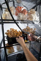 North Spore BoomRoom II Automated Mushroom Grow Tent Kit | Complete Martha Tent System with Humidity & FAE Control | 5-Rack Fruiting Chamber for Indoor Mycology | High-Yield Monotub Alternative