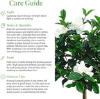American Plant Exchange Gardenia Tree – Live Evergreen in Large 8-Inch Pot, Fragrant White Blooms, Easy-Care Indoor & Outdoor Flowering Tree for Home, Patio & Garden Décor