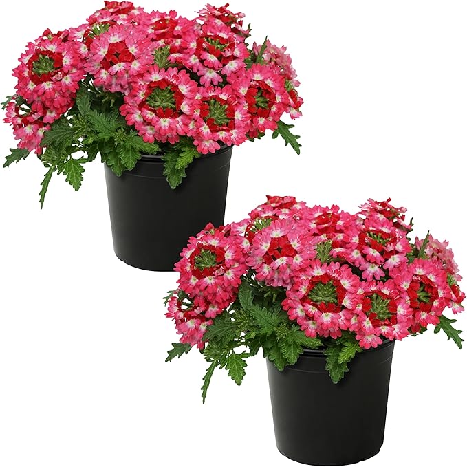 Live Flowering Verbena - Red Bicolor (2 Plants Per Pack) - Healthy Flowering Plant - Beautiful Spring Color - 10" Tall by 5" Wide in 1Qt Pot